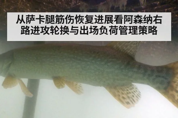 从萨卡腿筋伤恢复进展看阿森纳右路进攻轮换与出场负荷管理策略